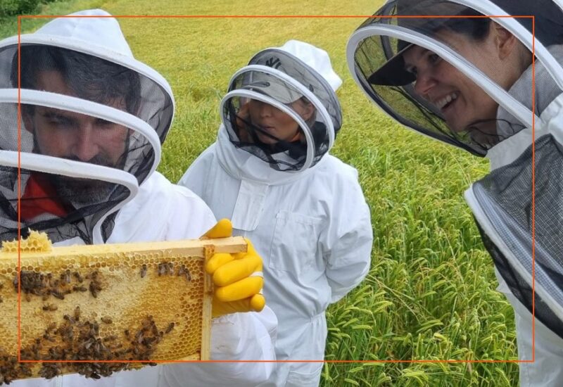 Hartnell Taylor Cook staff looking at bees in a bee hive