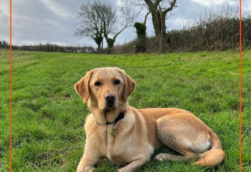 Guide Dog for Hartnell Taylor Cook